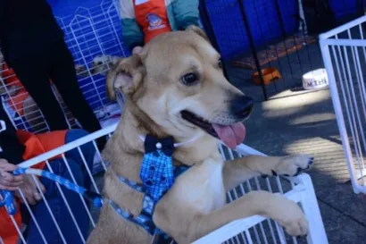 Feira de adoção de animais em Santo André no dia 31/08/2025! 117 cães e gatos esperando um lar. Vacinação, vermifugação e castração garantidas. Leve seu novo amigo para casa!