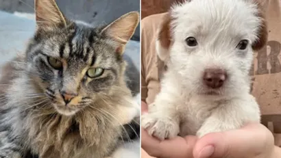 Shopping Londrina tem feira de adoção pet neste domingo; saiba mais