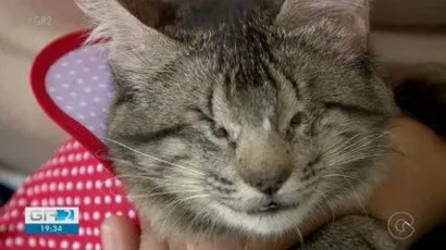 Feira de Adoção de Filhotes de Cachorro em Petrolina