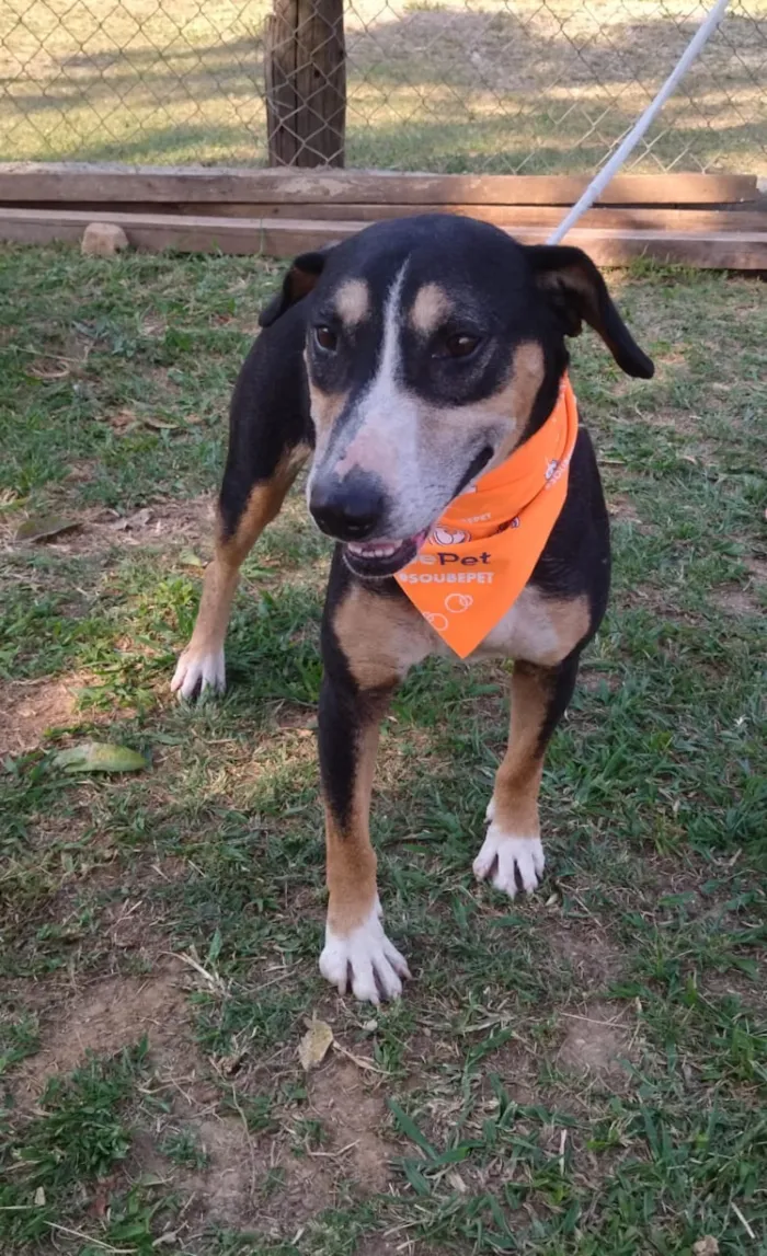 Feira de adoção de cães em Cotia no dia 6 de setembro de 2025, das 10h às 15h. Cães castrados, microchipados e vermifugados. Adote um amigo!