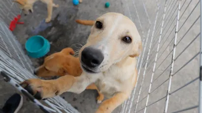 Feira de Adoção de Cães e Gatos no Parque Shopping Barueri