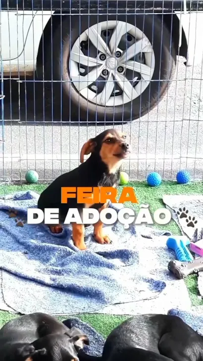 Feira de Adoção de Animais - Rancho Bela Vista