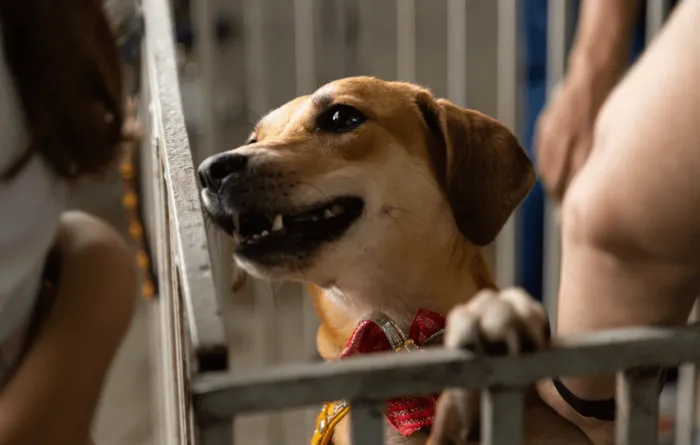 Feira de adoção de animais em Francisco Morato (SP) no dia 19/09/2025, das 9h às 16h na Praça Juvenal Hartmann. Adote um animal e ganhe mudas de árvores!