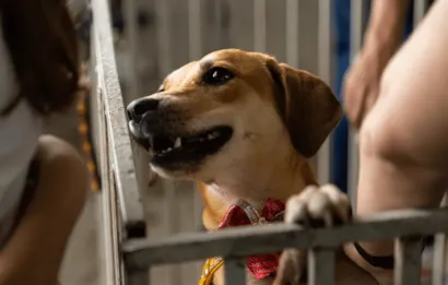 Feira de Adoção de Animais em Francisco Morato