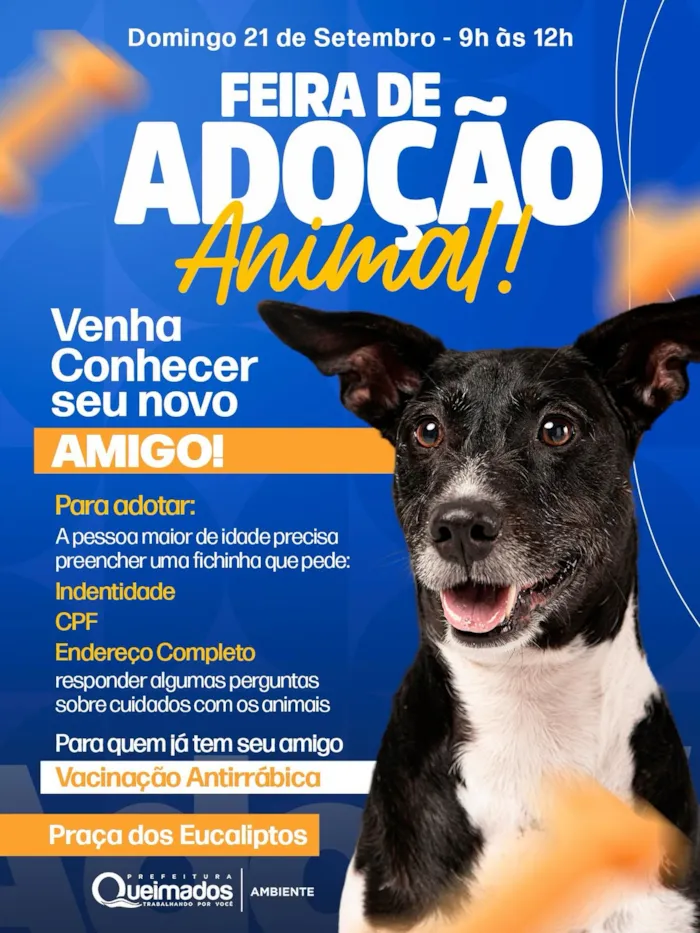 Feira de Adoção de Animais