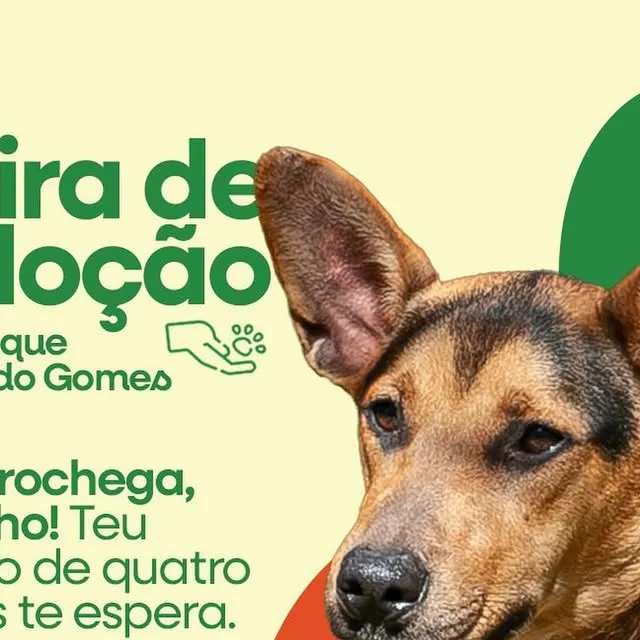 Feira de adoção de cães no Parque Eduardo Gomes, Canoas/RS, dia 20/09 das 10h às 16h. Animais castrados, vacinados e vermifugados. Leve documento com foto e comprovante de residência.