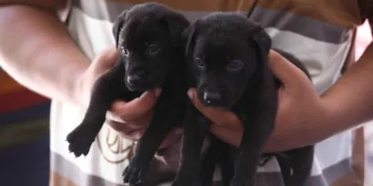 Feira de Adoção de Animais em Cabo Frio