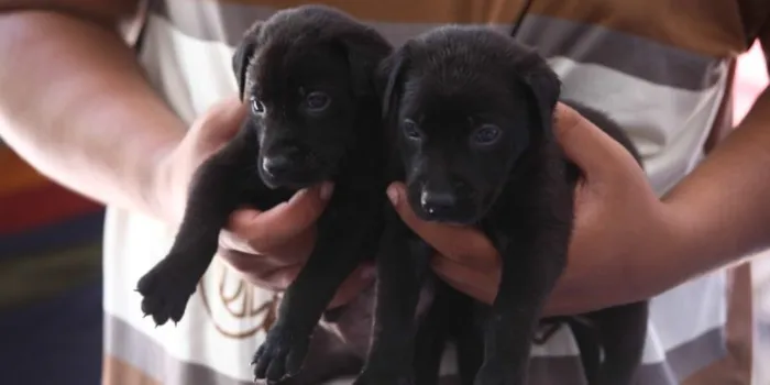 Feira de Adoção de Animais em Cabo Frio