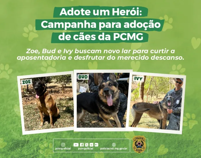 A Polícia Civil de Minas Gerais (PCMG) promove a campanha "Adote um Herói", oferecendo cães policiais aposentados para adoção. Os cães Zoe, Bud e Ivy buscam novos lares.  Requisitos e informações de contato disponíveis.