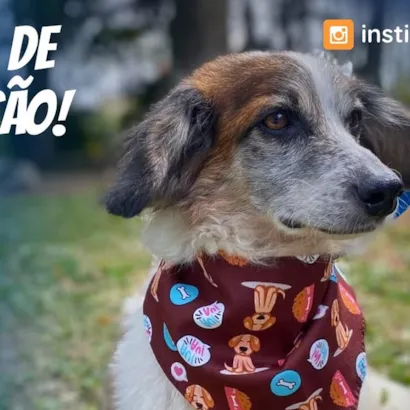 Feira de Adoção Du Cão