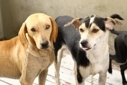 Feira de Adoção de Cães e Gatos no Mercado Novo