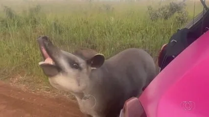 PetManíacos em Goiânia (GO) no dia 21/09!  Brincadeiras, desfile pet e palestras sobre saúde animal.  Adoção responsável também será abordada.  Evento gratuito!