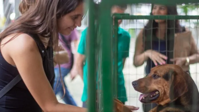 Feira de Adoção Responsável de Cães e Gatos