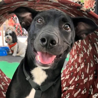 Feira de Adoção de Animais no Shopping Estação BH