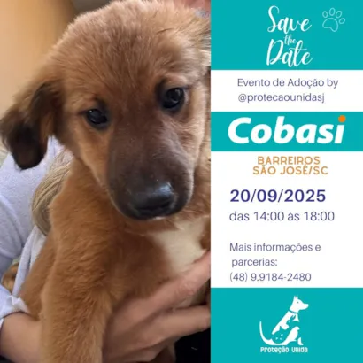 Feira de Adoção de Animais - Proteção Unida