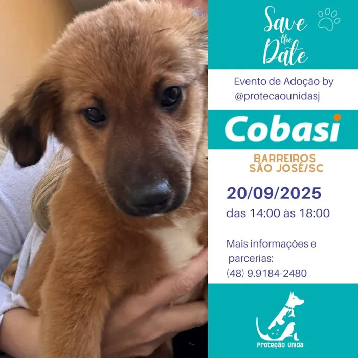 Feira de Adoção de Animais - Proteção Unida