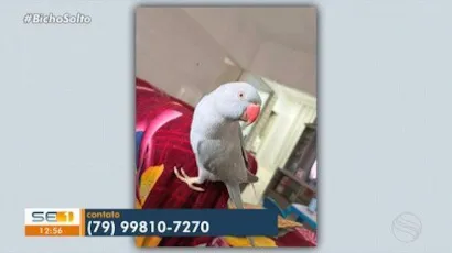 Campanha Amigo Pet: Adoção de cães e gatos em Aracaju