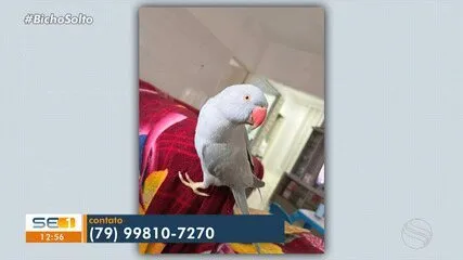 Campanha Amigo Pet: Adoção de cães e gatos em Aracaju