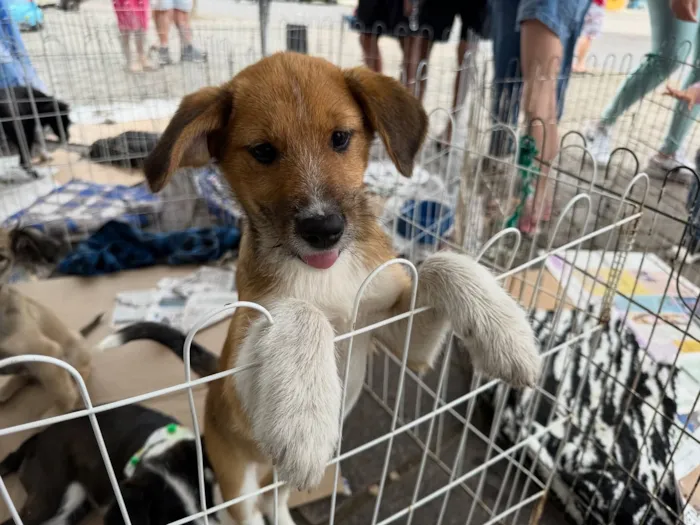 Feira de Adoção de Animais de Estância Velha