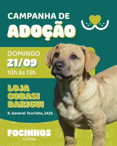 Campanha de Adoção de Animais Focinhos Curitiba