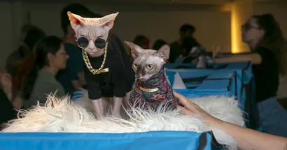 Encontro de Gatos de Raças Exóticas