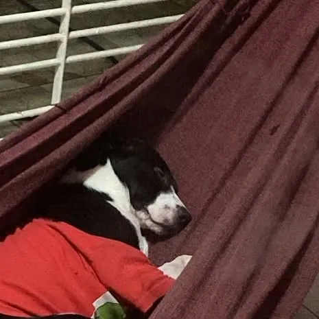 Maria de Fátima foi adotada! Evento de adoção de animais no Shopping em Carpina foi um sucesso. Agradecemos aos novos pais e celebramos mais uma história de amor e um final feliz para Maria de Fátima!