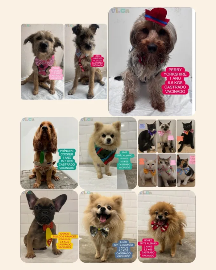 ADOTE ViCa realiza feira de adoção de cães e gatos em 23/09/2025, das 10h às 20h, na Rua Pamplona 1481 - Jardins. Serão cães e gatos de vários tamanhos e raças. Adote um amigo! #adoção #animais