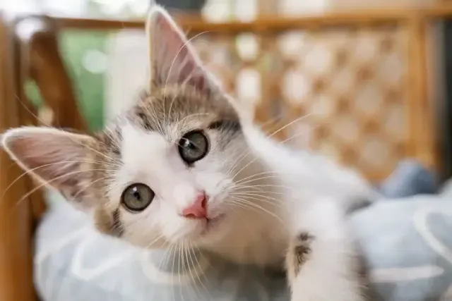 Feira de adoção de gatos no Parque Shopping Barueri neste sábado, 27/09/2025, das 11h às 17h. Gatos castrados, vacinados e vermifugados. Adoção gratuita para maiores de 21 anos.