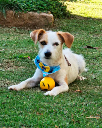 36º Feira de Adoção de Animais no Maxi Shopping Jundiaí