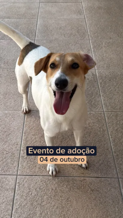 Evento de Adoção de Cães Adultos - Instituto Eliseu e Santos FC