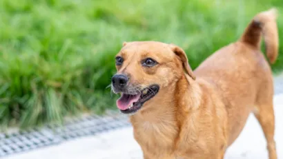 Adoção de Pets em Bertioga