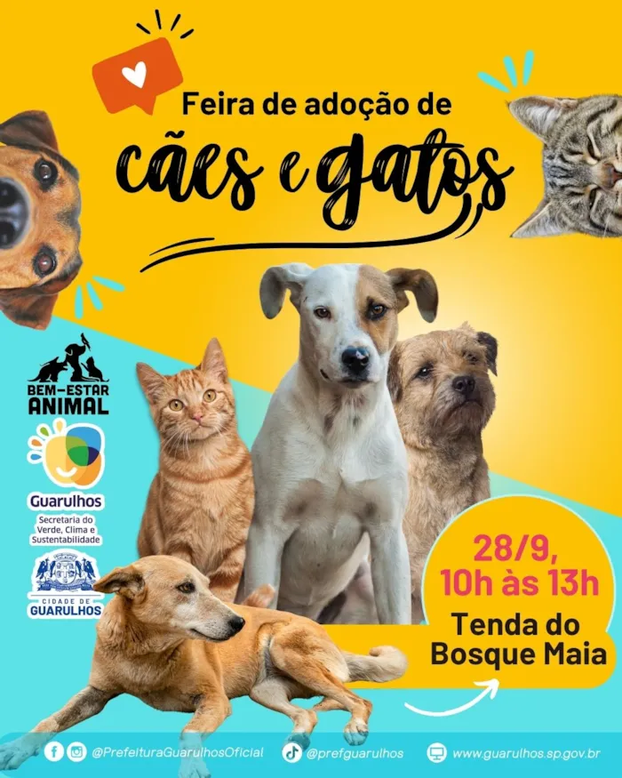 Feira de adoção de cães e gatos no Bosque Maia em Guarulhos, SP, no dia 28/09, das 10h às 13h. Encontre seu novo melhor amigo! #AdoçãoResponsável #FeiraDeAdoção #CãesEGatos