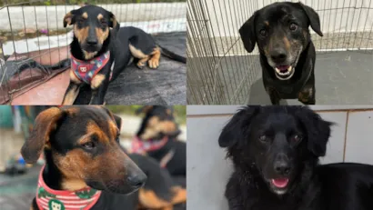 Feira de adoção de cães da Dog’s Heaven em Petrópolis, RJ, no dia 27/09/2025. Cães resgatados buscando lares amorosos.  Apresentação de documentos necessária.