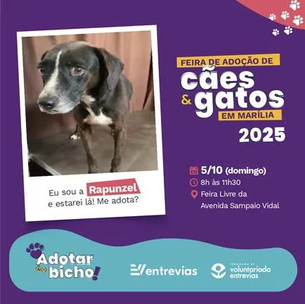 Participe da Feira de Adoção de Cães e Gatos em Marília neste domingo, 05 de outubro, das 8h às 11h30, na Feira Livre da Avenida Sampaio Vidal. Adote um animal resgatado pela Entrevias.