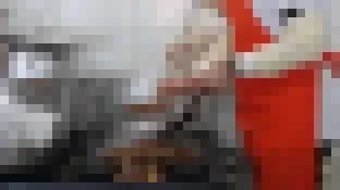 Expo Gatos terá feira de adoção de felinos abrigados pelo Canil Municipal de Sorocaba