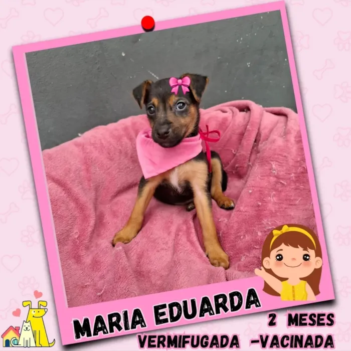 Feira de Adoção de Filhote (Maria Eduarda) no Sábado, 04 de Outubro, na Praça Benedito Calixto, Pinheiros. Conheça os requisitos para adotar.
