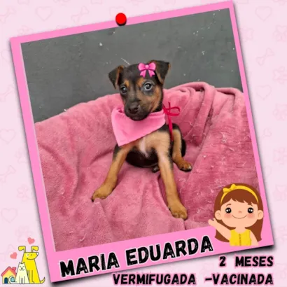 Feira de Adoção Maria Eduarda