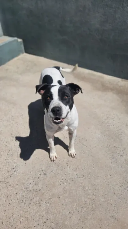 1ª Oktoberpet – Feira de Adoção de Cães e Gatos