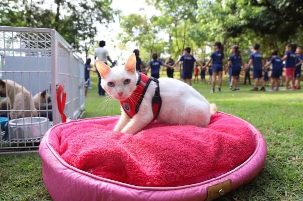 1ª Semana Municipal de Adoção, Proteção e Bem-Estar Animal em Sorriso