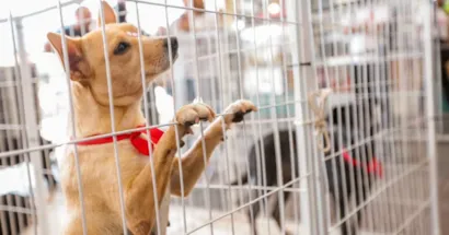 Adoção Responsável de Cães em Campo Grande com a Subea