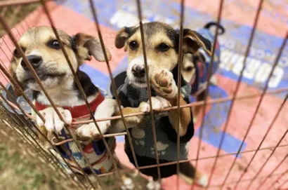 Feira de adoção e bazar beneficente da Dog's Heaven em Petrópolis neste sábado (4/10) na Praça da Liberdade. Adote um amigo e apoie a causa animal.