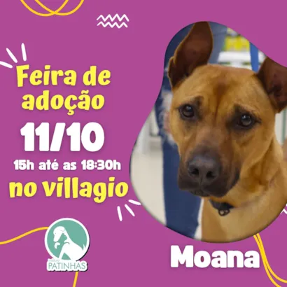 Feirinha de Adoção de Animais