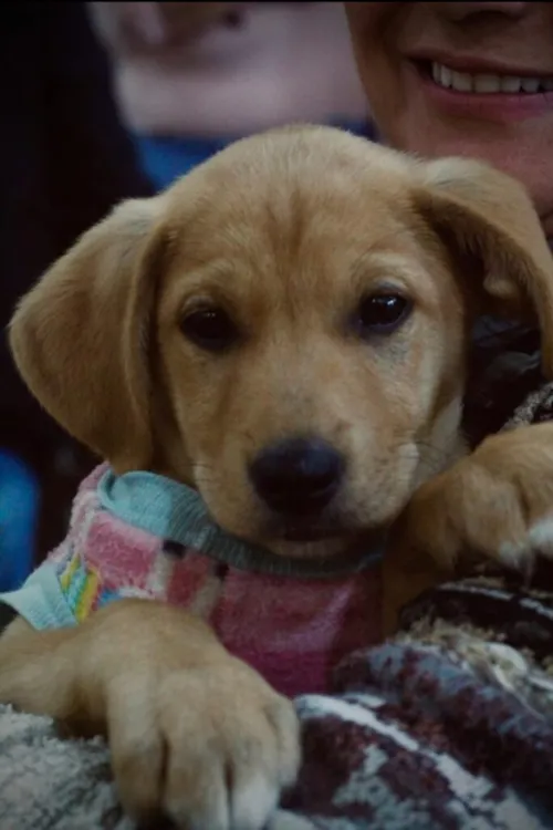 Feira de Adoção de Cães e Gatos pela ONG Amigo Bicho