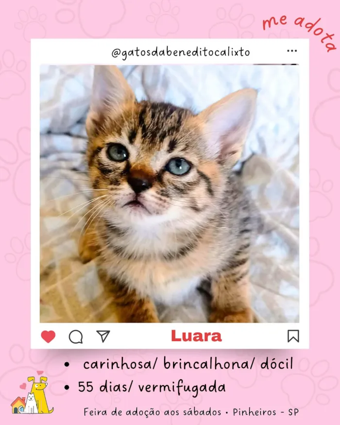 Feira de adoção de gatinhos com Luara, uma gatinha carinhosa e brincalhona. Adote um novo amigo!