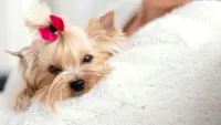 Guia Completo de Cuidados com o Shih Tzu: Saúde e Dicas