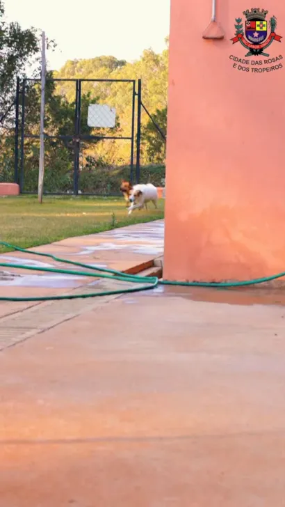 Feira de Adoção de Animais em Cerquilho