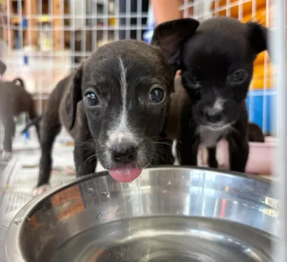 Cabo Frio: Vacinação e Feira de Adoção de Animais Neste Sábado