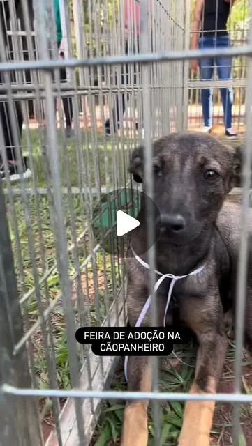 Feira de Adoção na Cãopanheiro