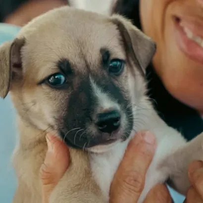 Feira de Adoção de Animais em Petrolina