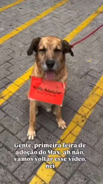 Feira de Adoção: Dê uma Nova Chance ao Max!